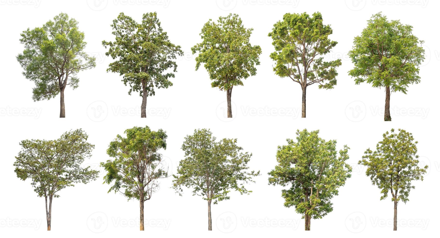 Collection tree cut out from original background and replace with white background for easy to selection. photo