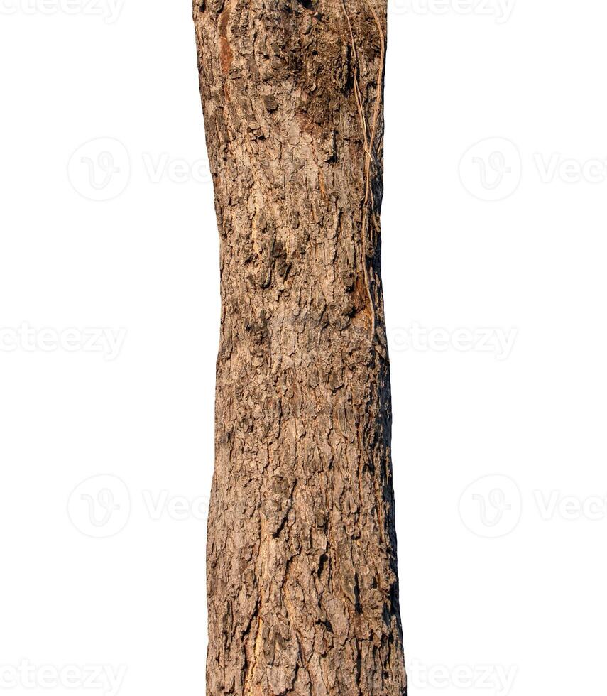 Trunk of a tree Isolated On White Background photo