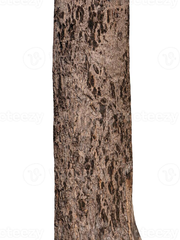 Trunk of a tree Isolated On White Background photo