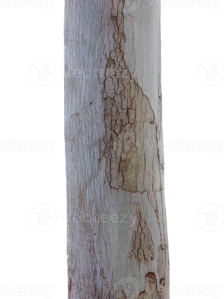 Trunk of a tree Isolated On White Background photo