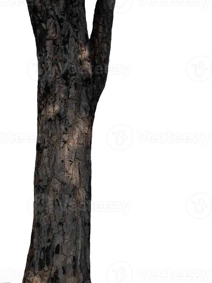 Trunk of a tree Isolated On White Background photo