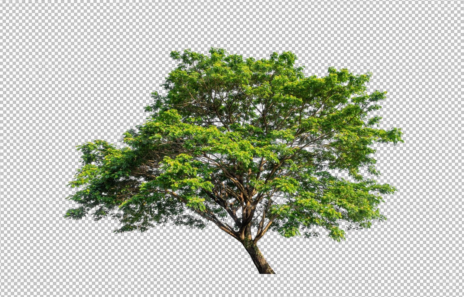 Tree on transparent picture background with clipping path, single tree with clipping path and alpha channel photo