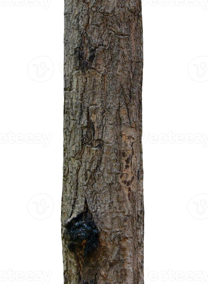 Tree trunk Isolated On White Background photo