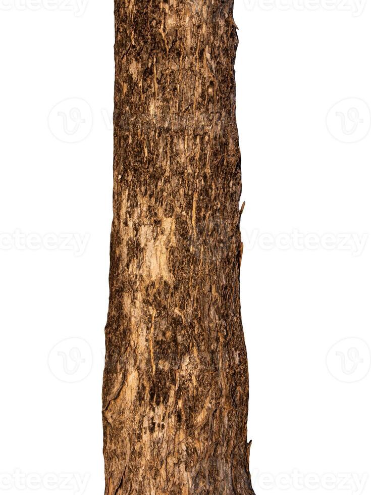 The trunk of the tree stands on a white Background photo