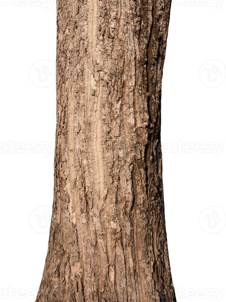 Tree trunk Isolated On White Background photo