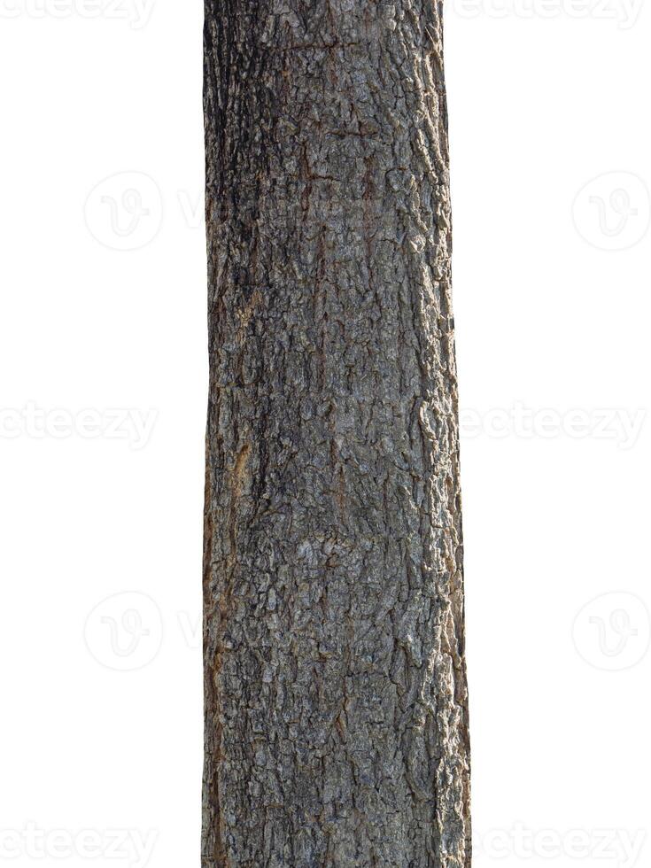 Trunk of a tree Isolated On White Background photo