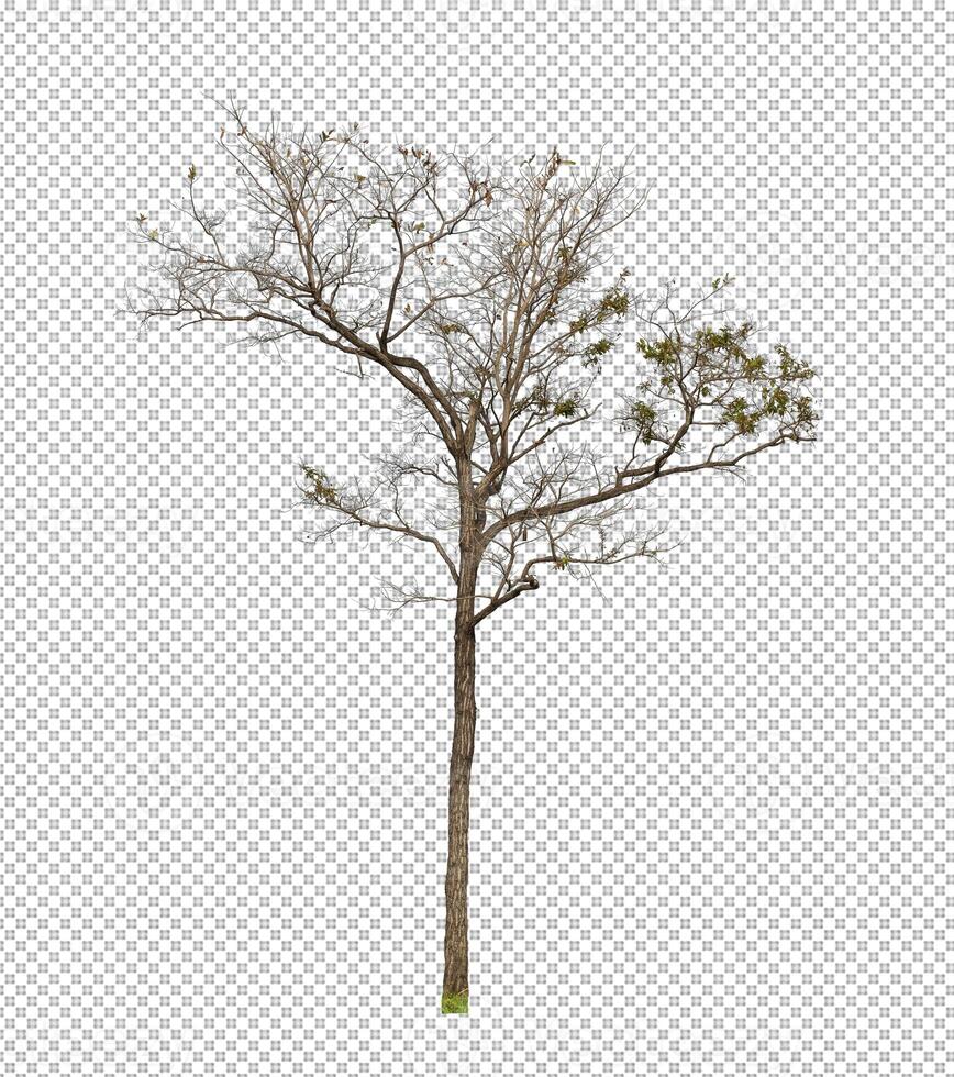 Tree on transparent background with clipping path, single tree with clipping path and alpha channel photo