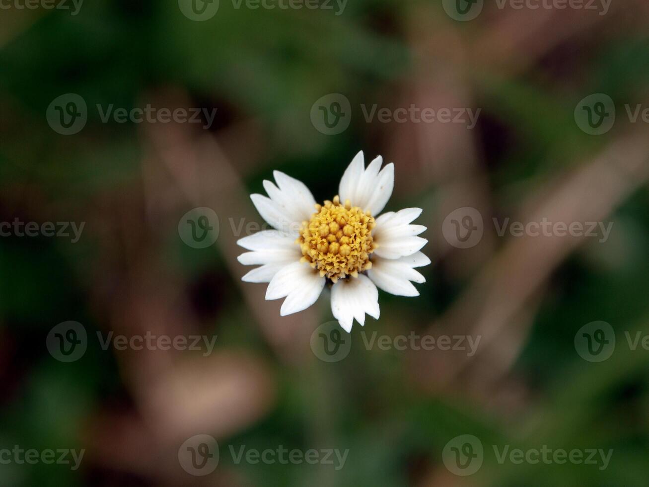 White flowers bloom in the spring photo