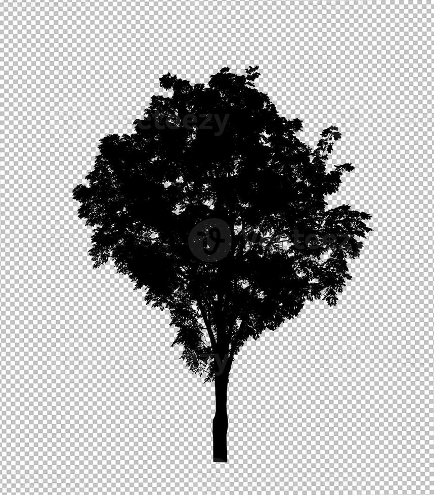 Tree silhouette on transparent background with clipping path and alpha photo