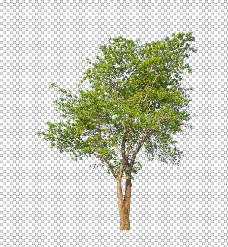 Tree on transparent picture background with clipping path, single tree with clipping path and alpha channel photo