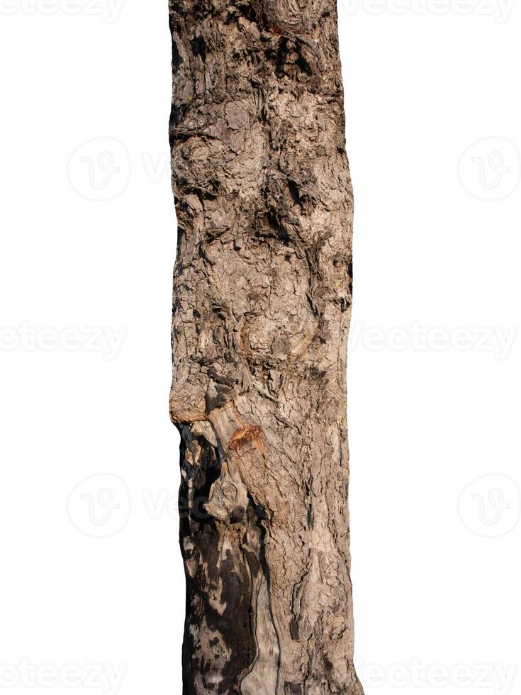 Trunk of a tree Isolated On White Background photo