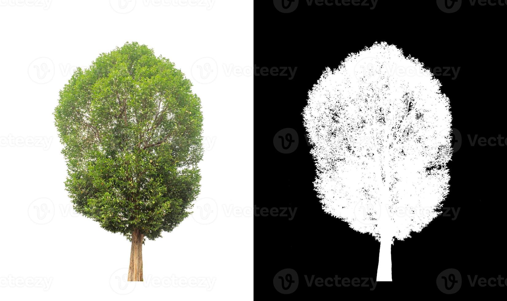 árbol en transparente imagen antecedentes con recorte camino, soltero árbol con recorte camino y alfa canal. foto