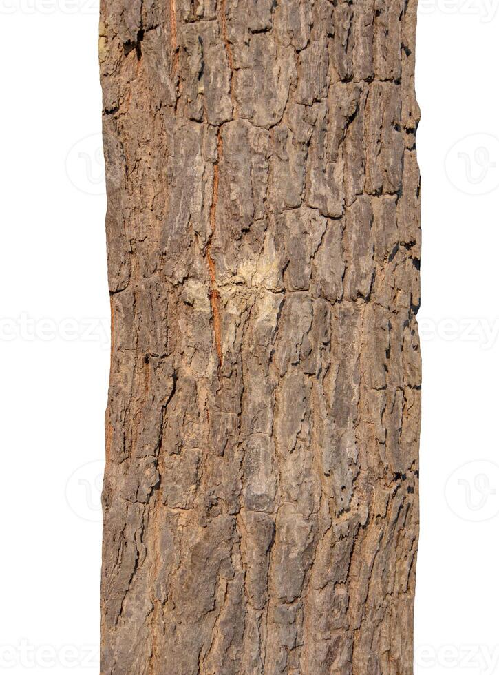 tronco de un árbol aislado sobre fondo blanco foto