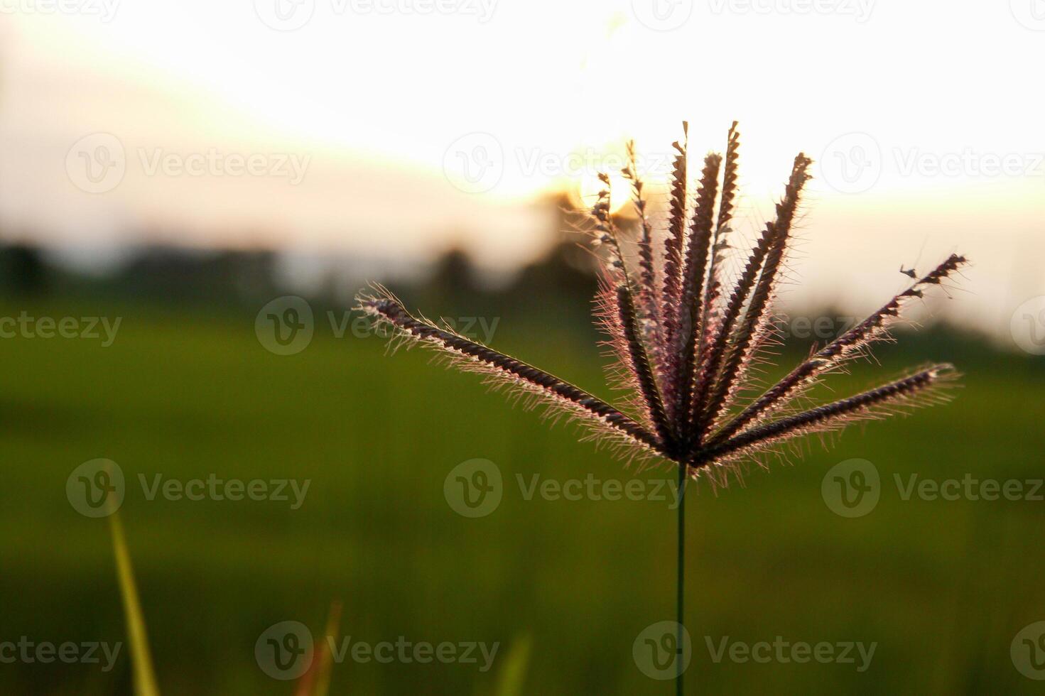 morning grass Flowers sunshine photo