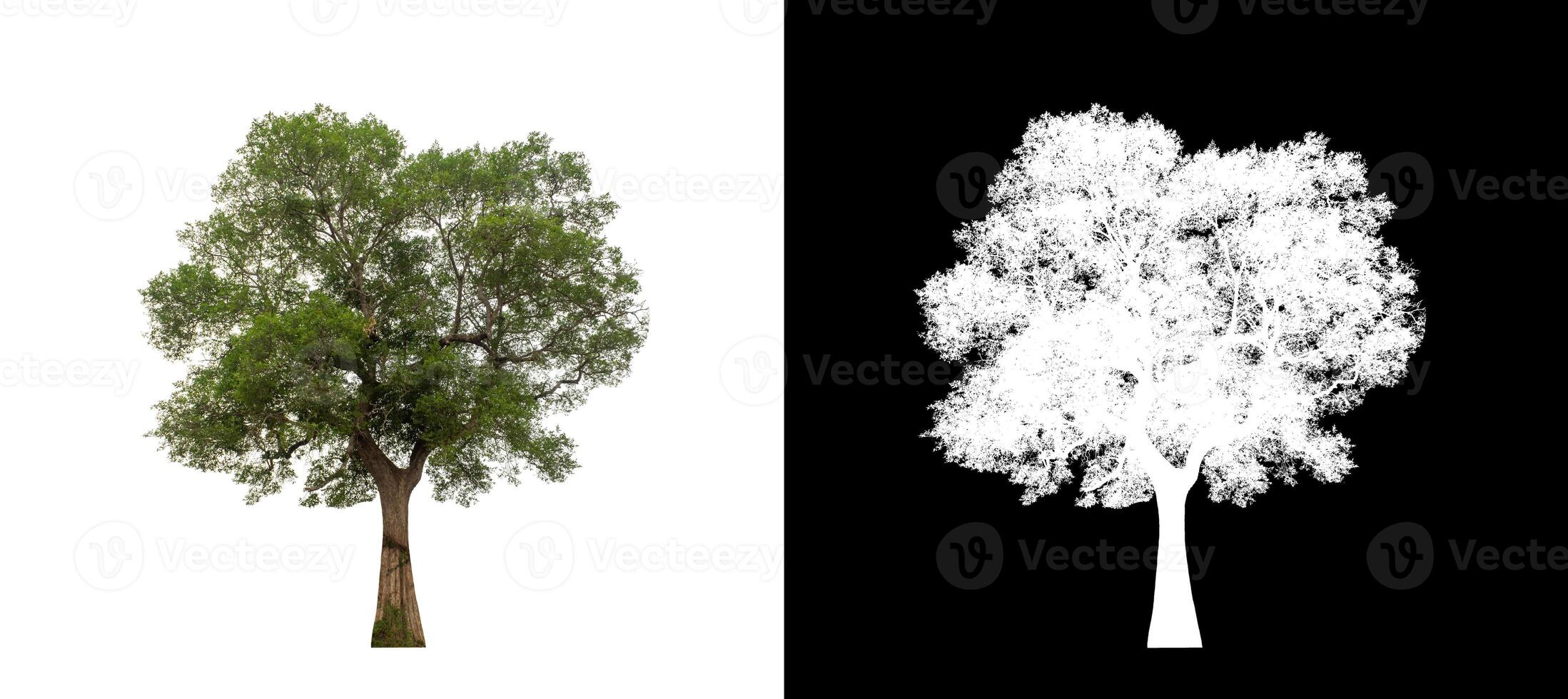Tree on transparent picture background with clipping path, single tree with clipping path and alpha channel. photo