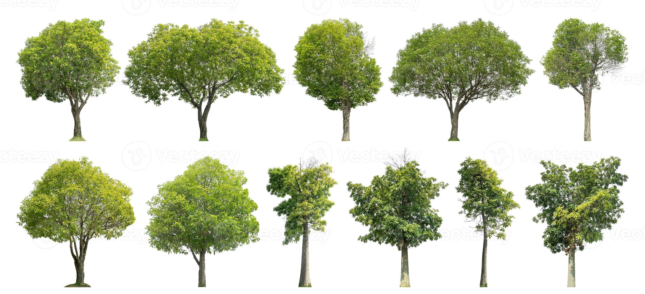 Collection tree cut out from original background and replace with white background for easy to selection. photo