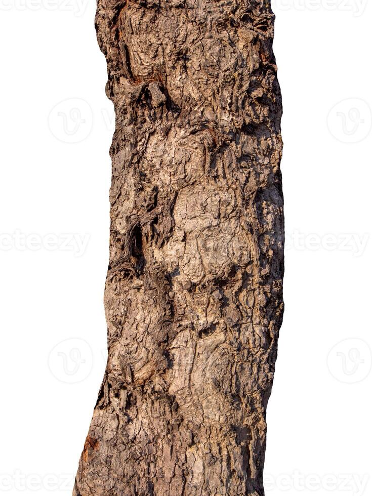 Trunk of a tree Isolated On White Background photo