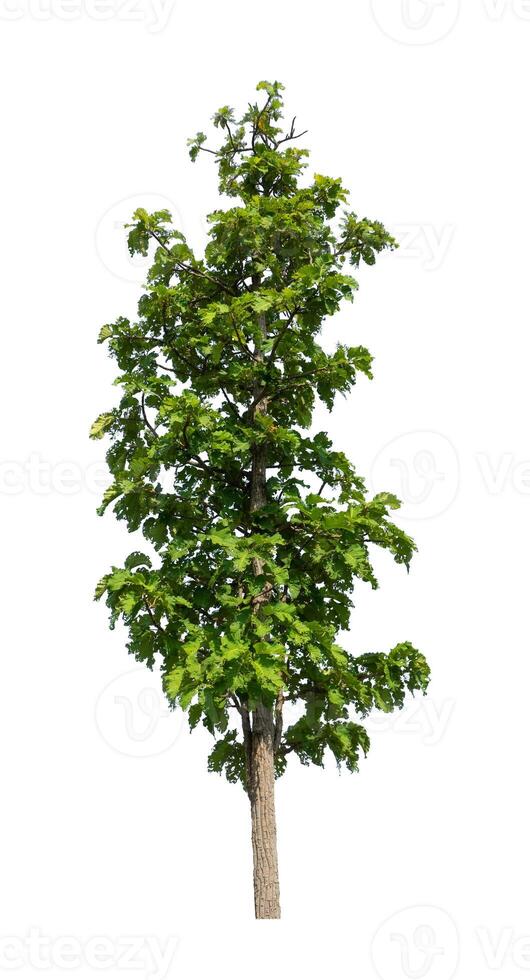 Trees that are isolated on a white background are suitable for both printing and web pages photo