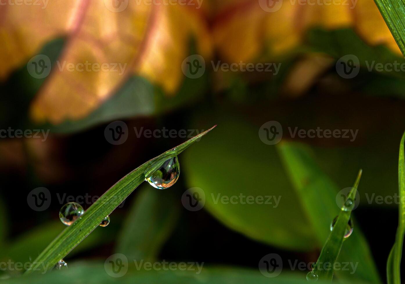 Dew drop on a blade of grass photo