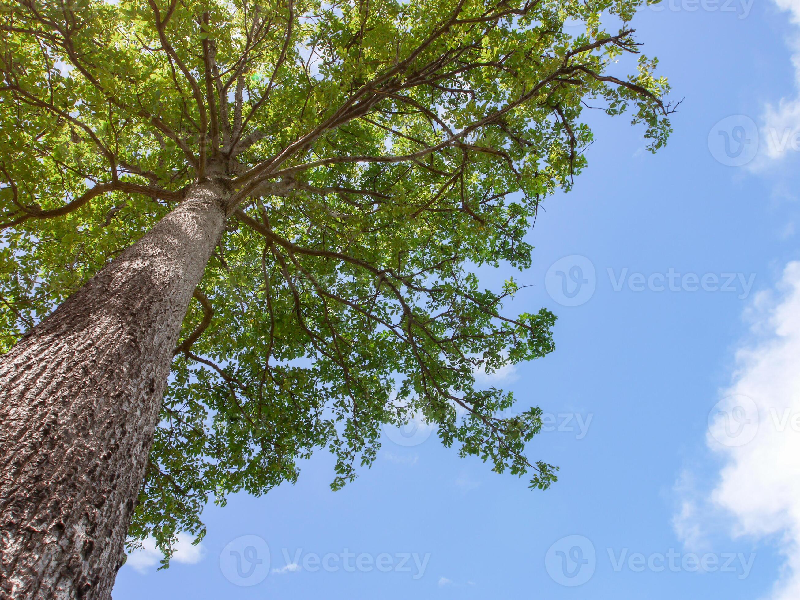 High angle tree, bright blue sky with clouds 43276004 Stock Photo at ...