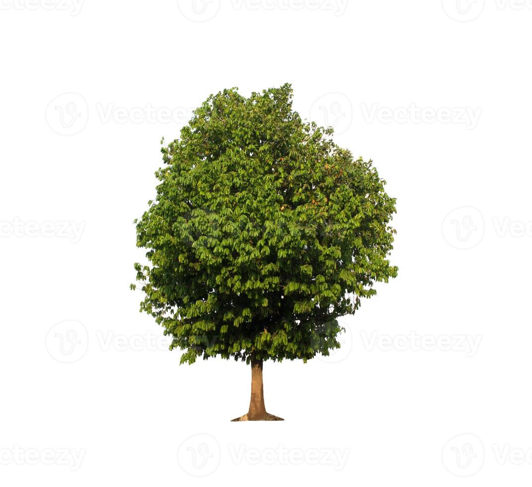 isolated tree on white background photo