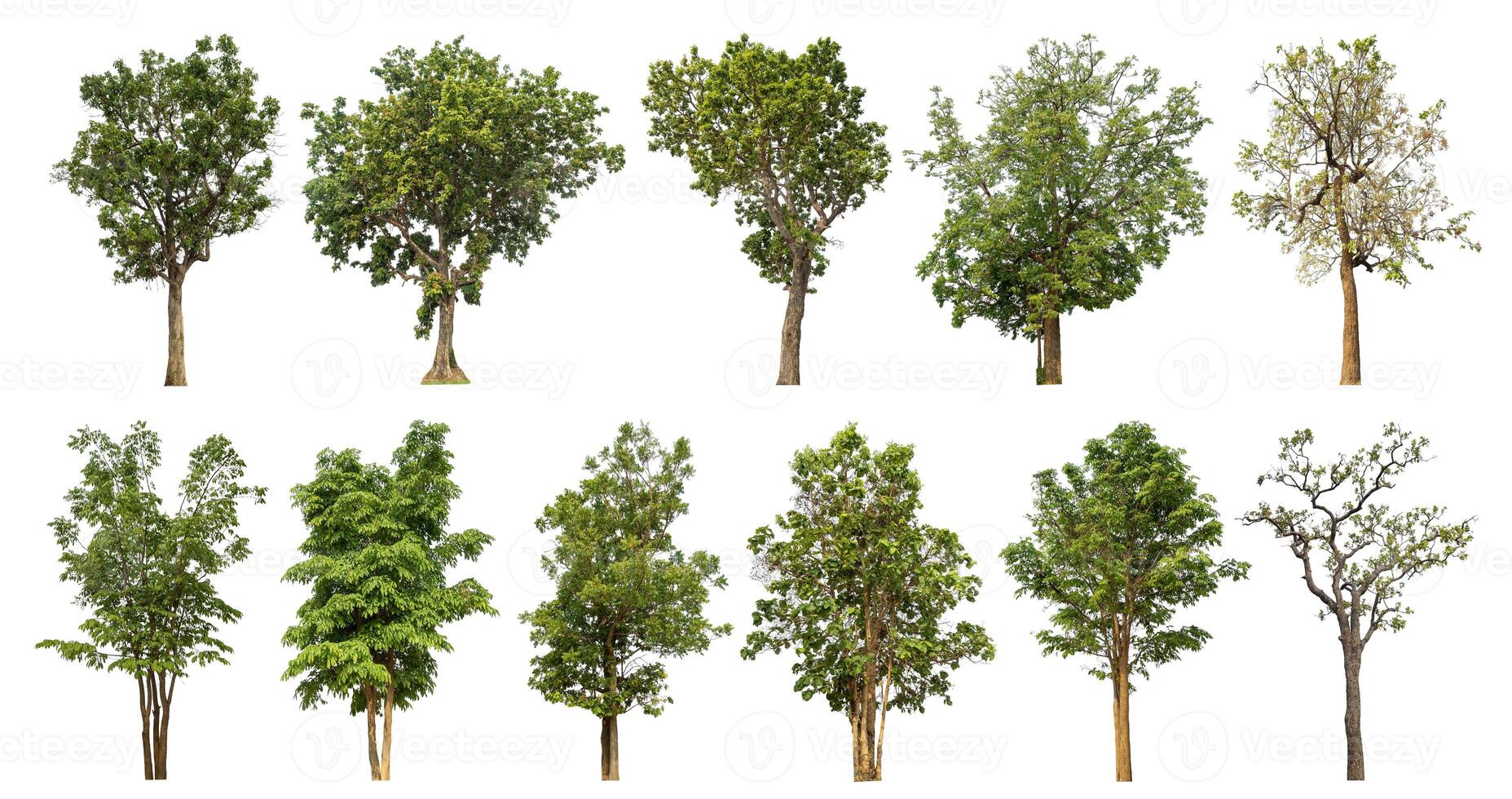 Collection tree cut out from original background and replace with white background for easy to selection. photo