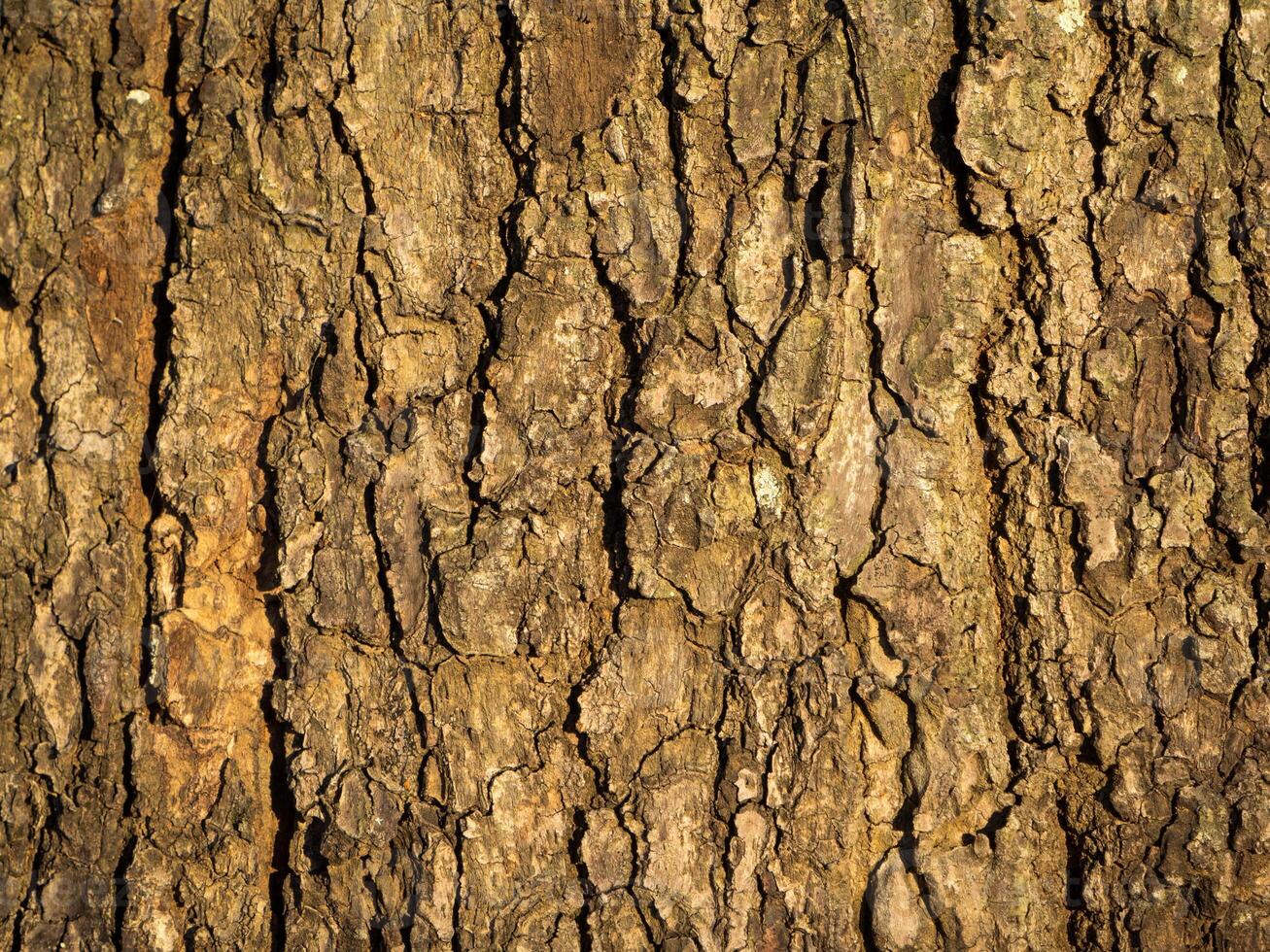 Seamless tree bark background, Brown tileable texture photo