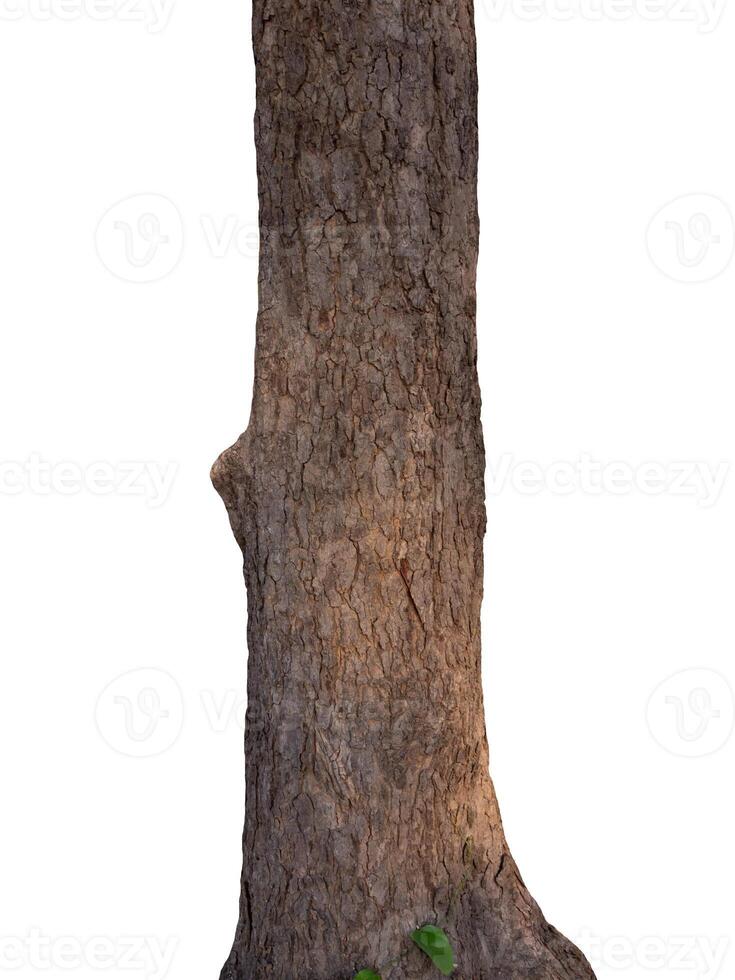 el maletero de el árbol soportes en un blanco antecedentes foto