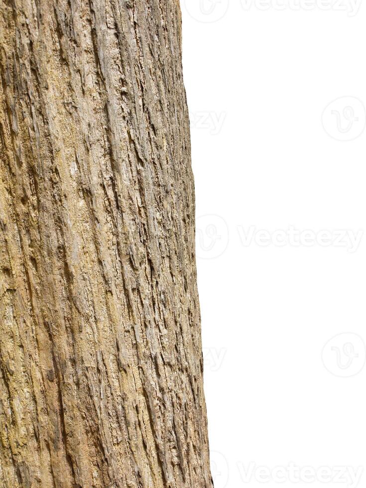 Tree trunk Isolated On White Background photo