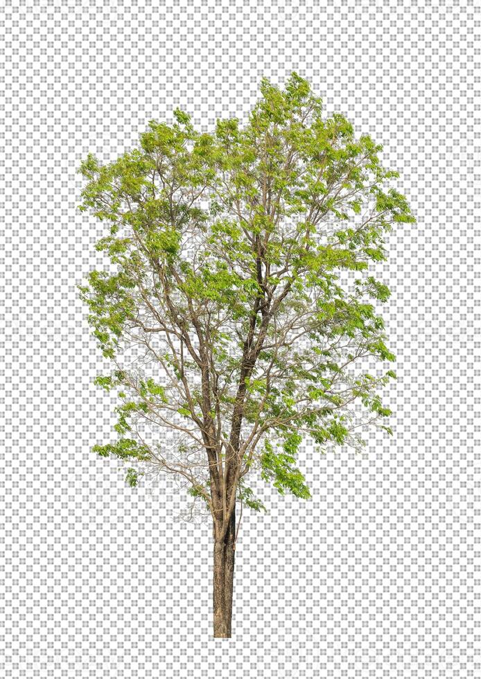 Tree on transparent background with clipping path, single tree with clipping path and alpha channel photo