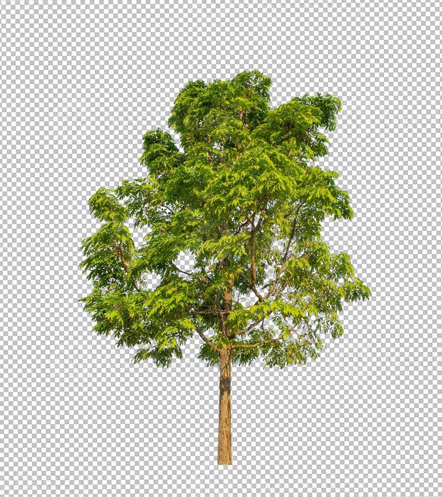 Tree on transparent picture background with clipping path, single tree with clipping path and alpha channel photo