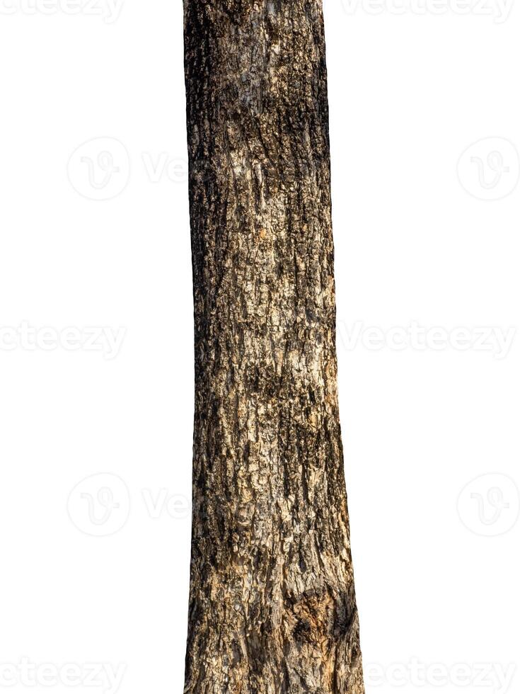 Trunk of a tree Isolated On White Background photo