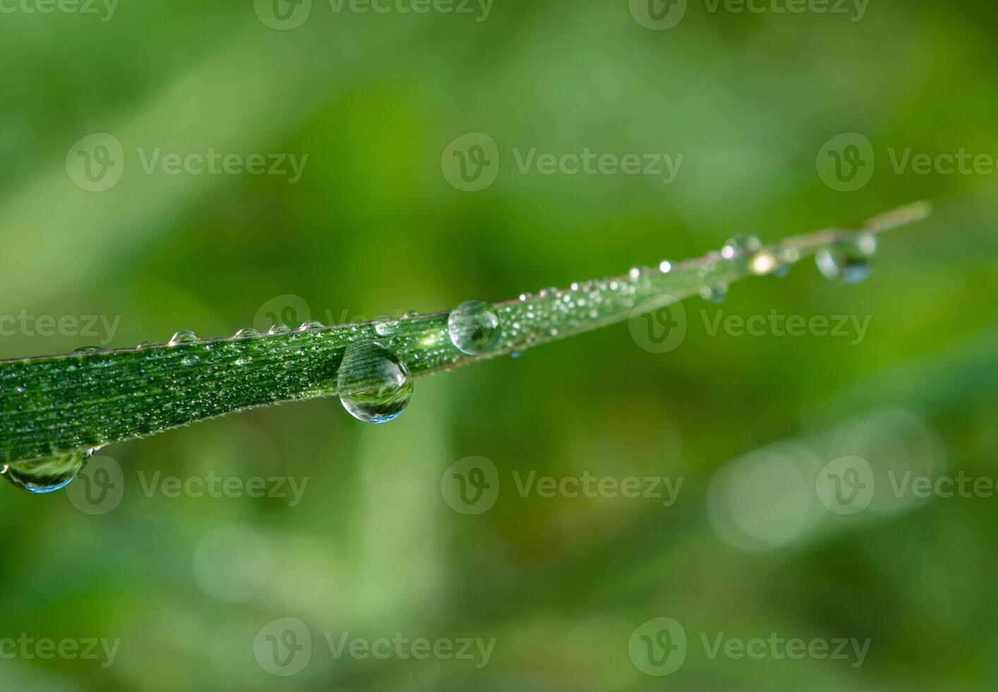 Drop of dew in morning on leaf photo