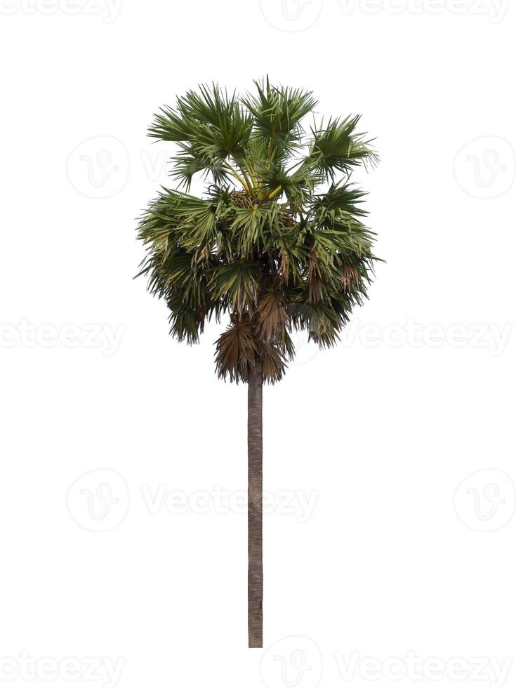 dual sugar palm tree isolated on white background photo