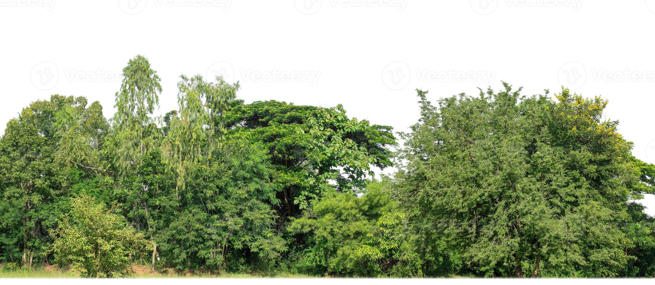 Green Trees isolated on white background.are Forest and foliage in summer for both printing and web pages with cut path and alpha channel photo