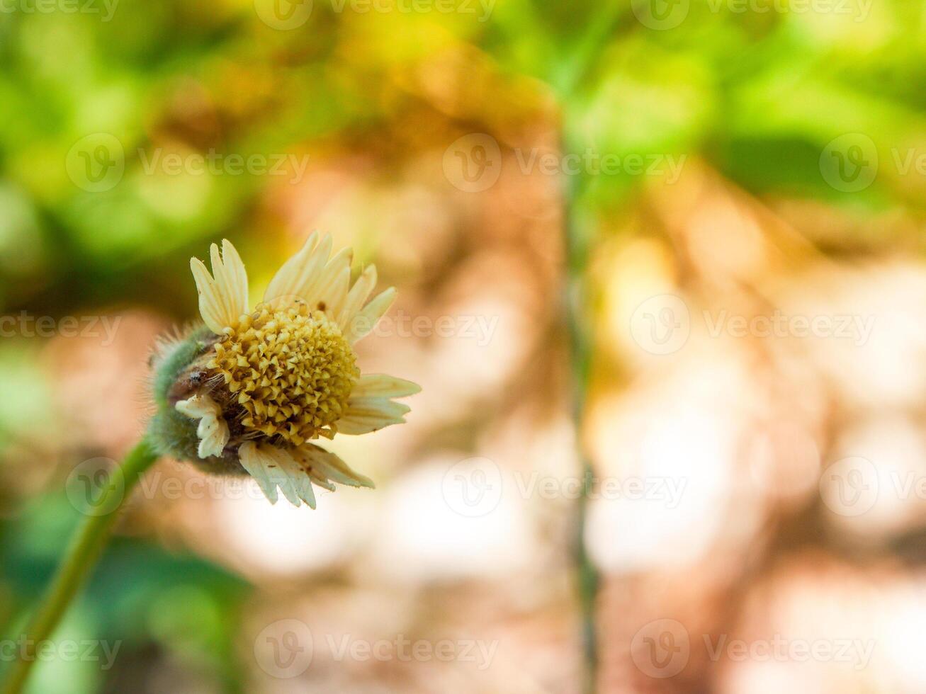 White flowers bloom in the spring photo