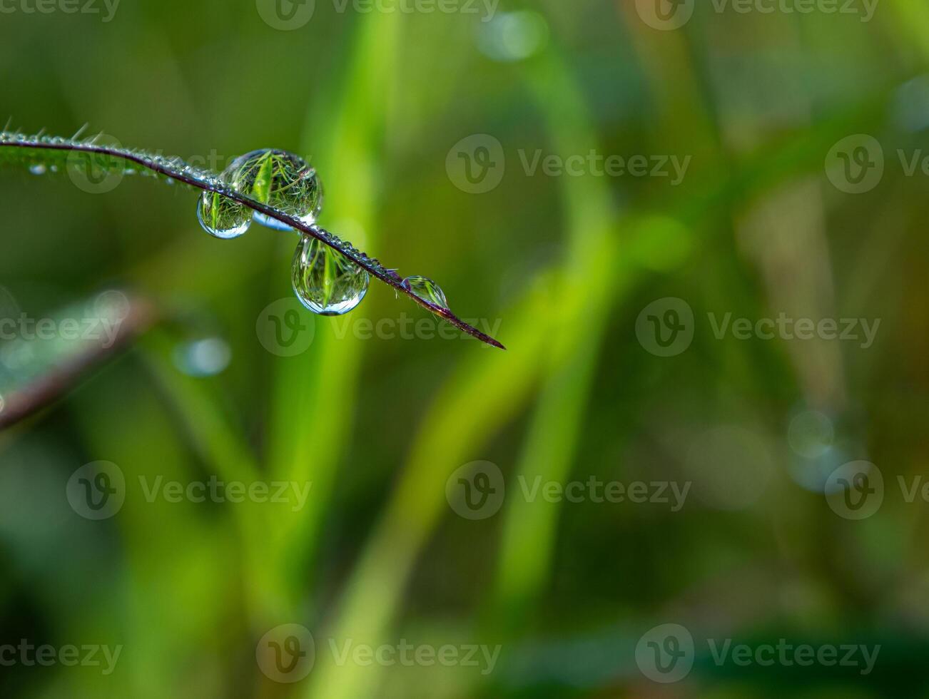 Drop of dew in morning on leaf photo