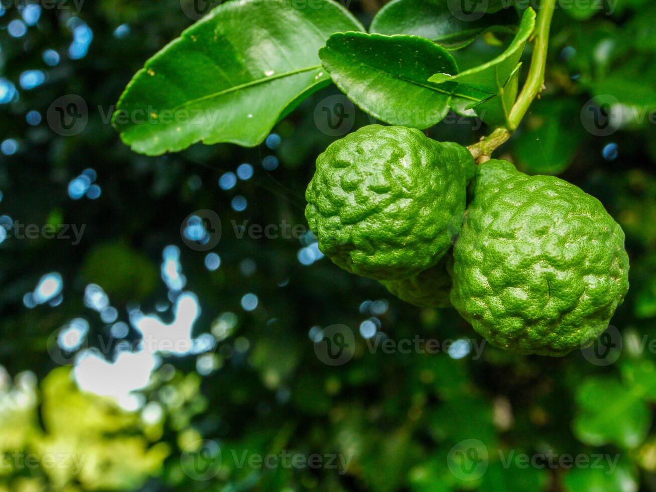 Bergamot and green leaves on the tree. photo