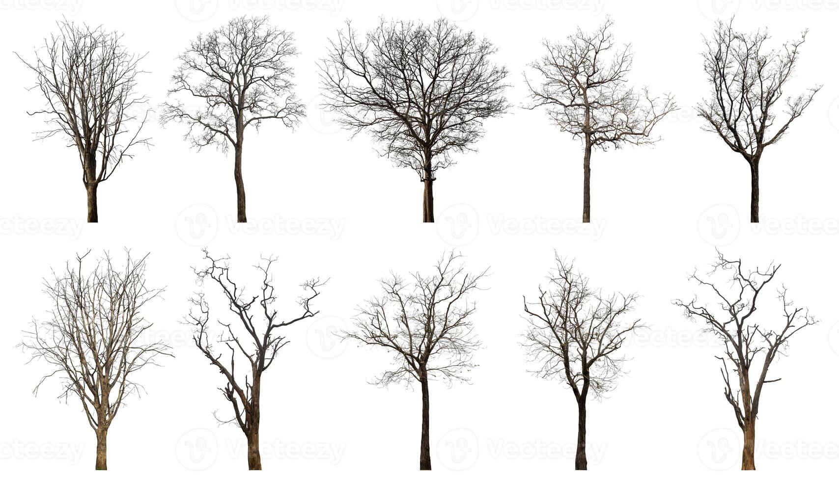 Collection dead tree cut out from original background and replace with white background for easy to selection. photo