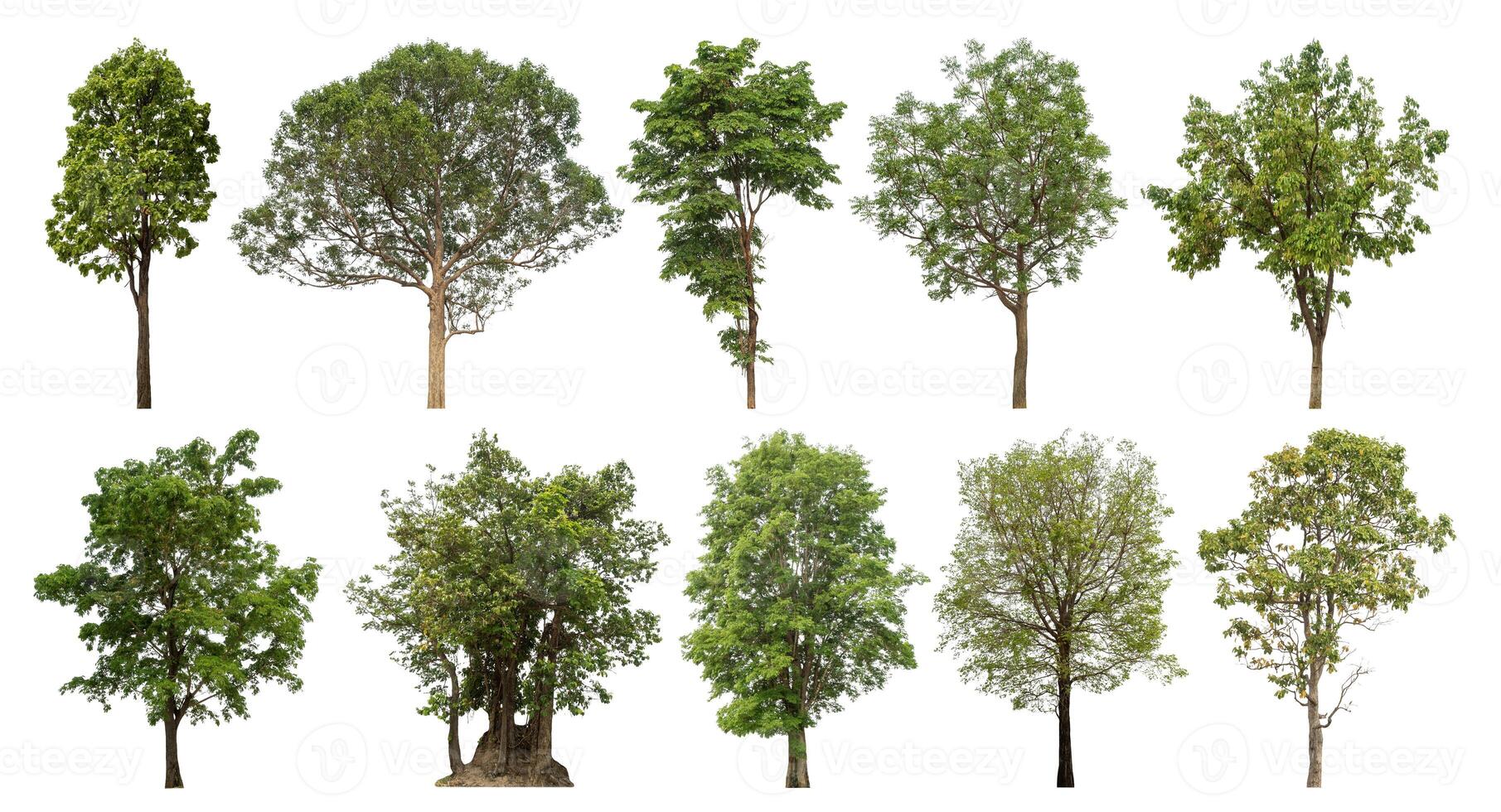 Collection tree cut out from original background and replace with white background for easy to selection. photo