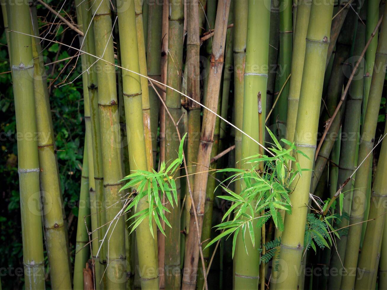 bambú hojas, bambú en tailandia foto