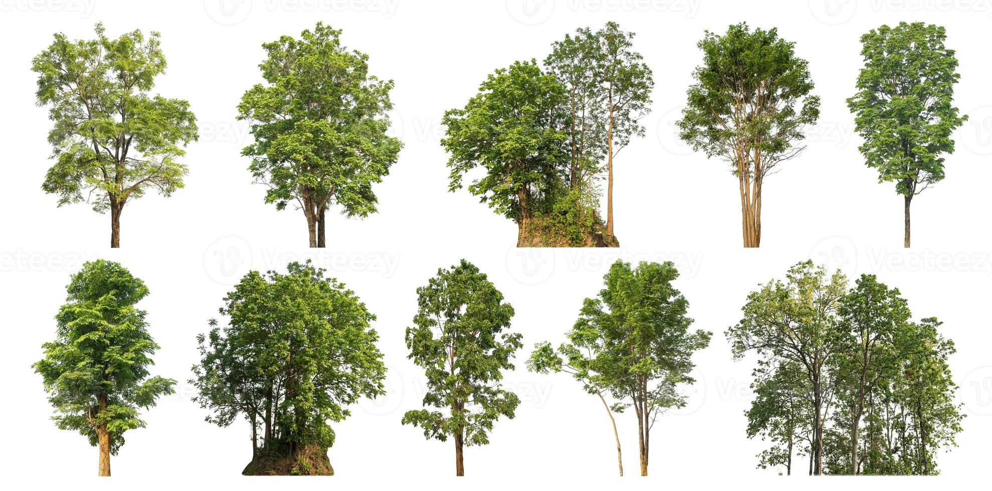 Collection tree cut out from original background and replace with white background for easy to selection. photo