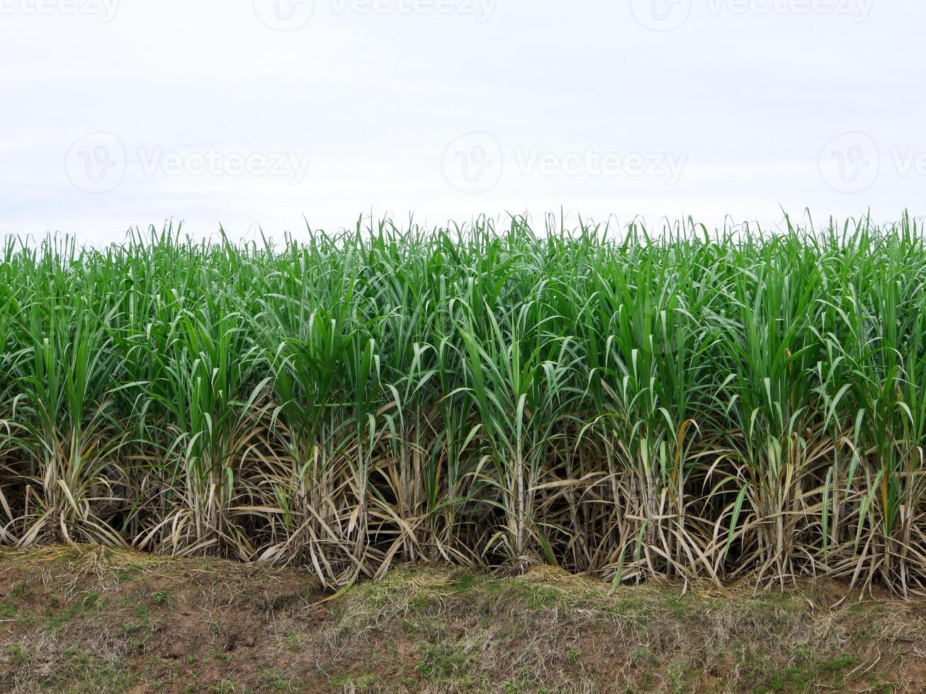 plantaciones de caña de azúcar, la planta agrícola tropical en tailandia foto