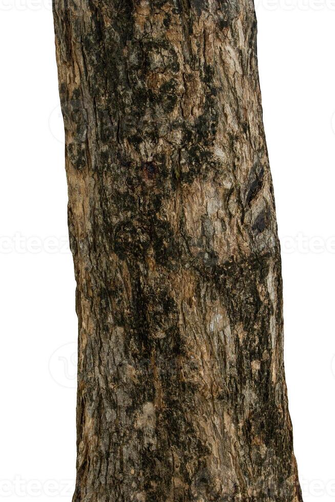 Trunk of a tree Isolated On White Background photo
