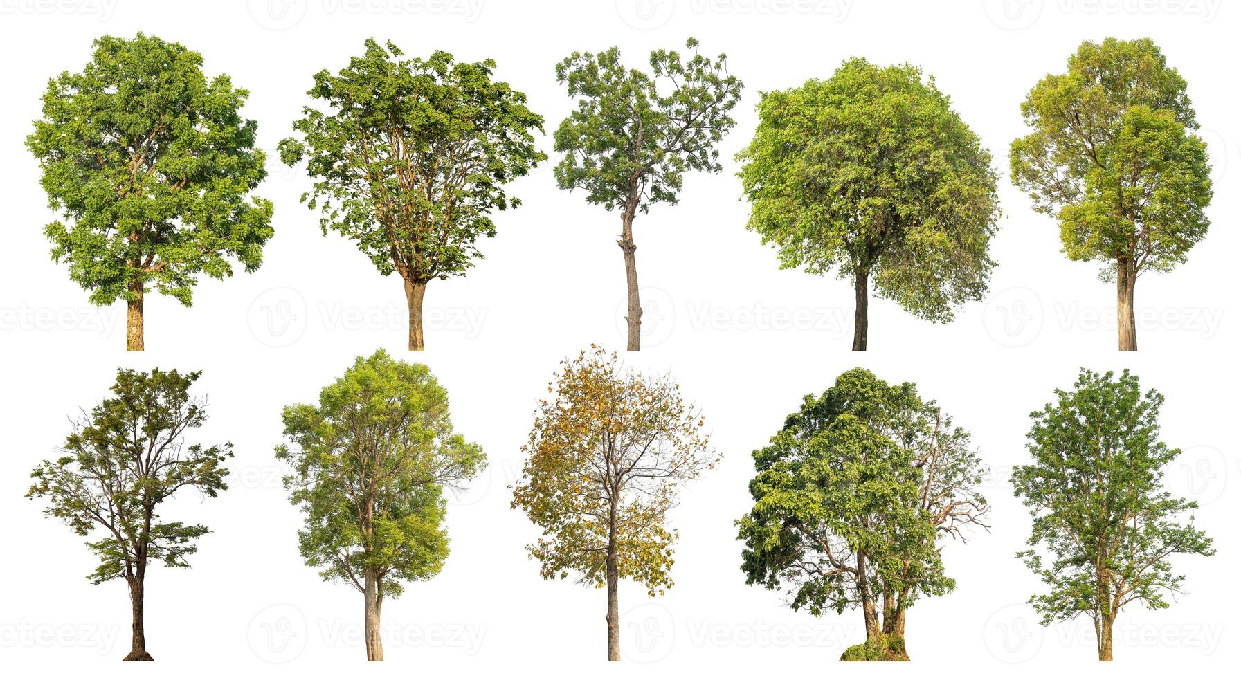 Collection tree cut out from original background and replace with white background for easy to selection. photo