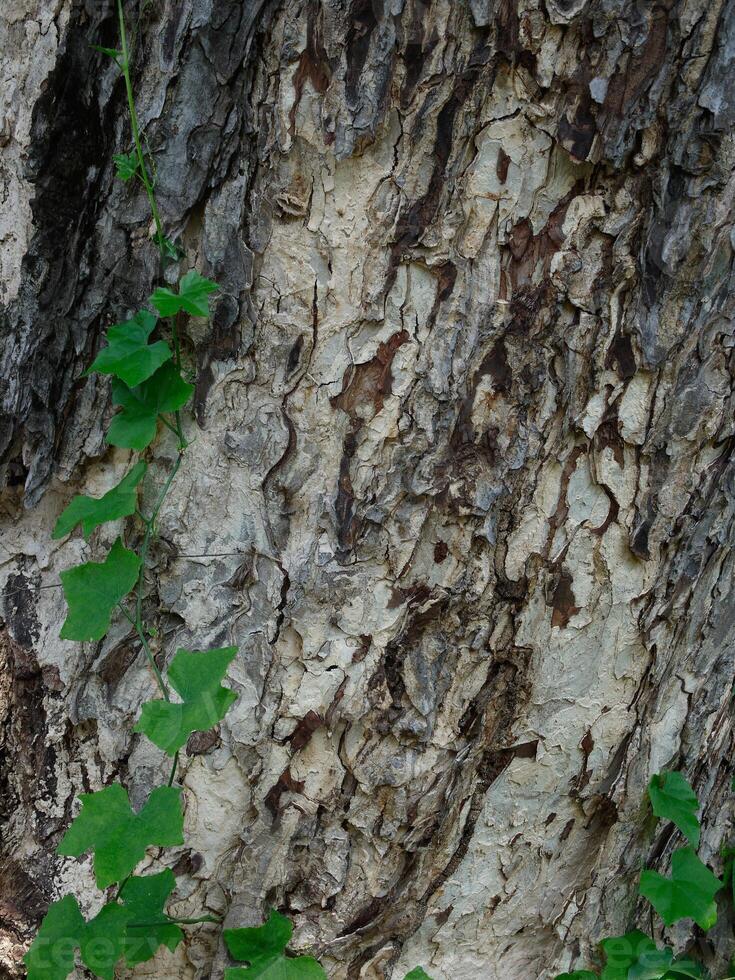 Green ivy leaves climbing on tree photo