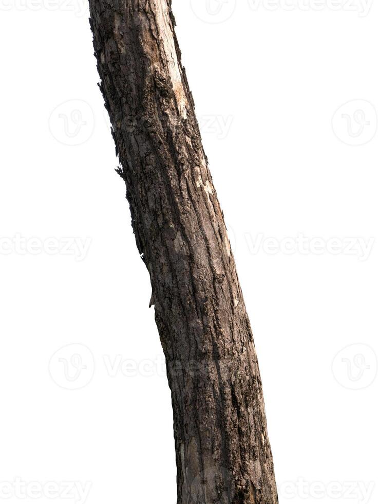 Trunk of a tree Isolated On White Background photo