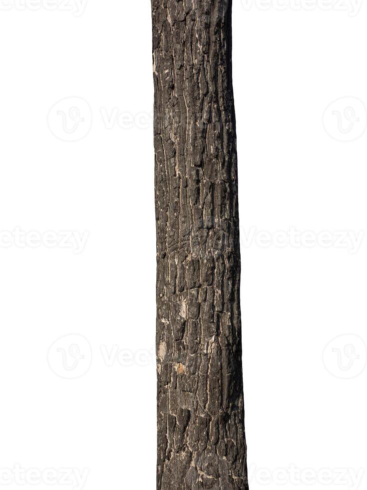 Trunk of a tree Isolated On White Background photo