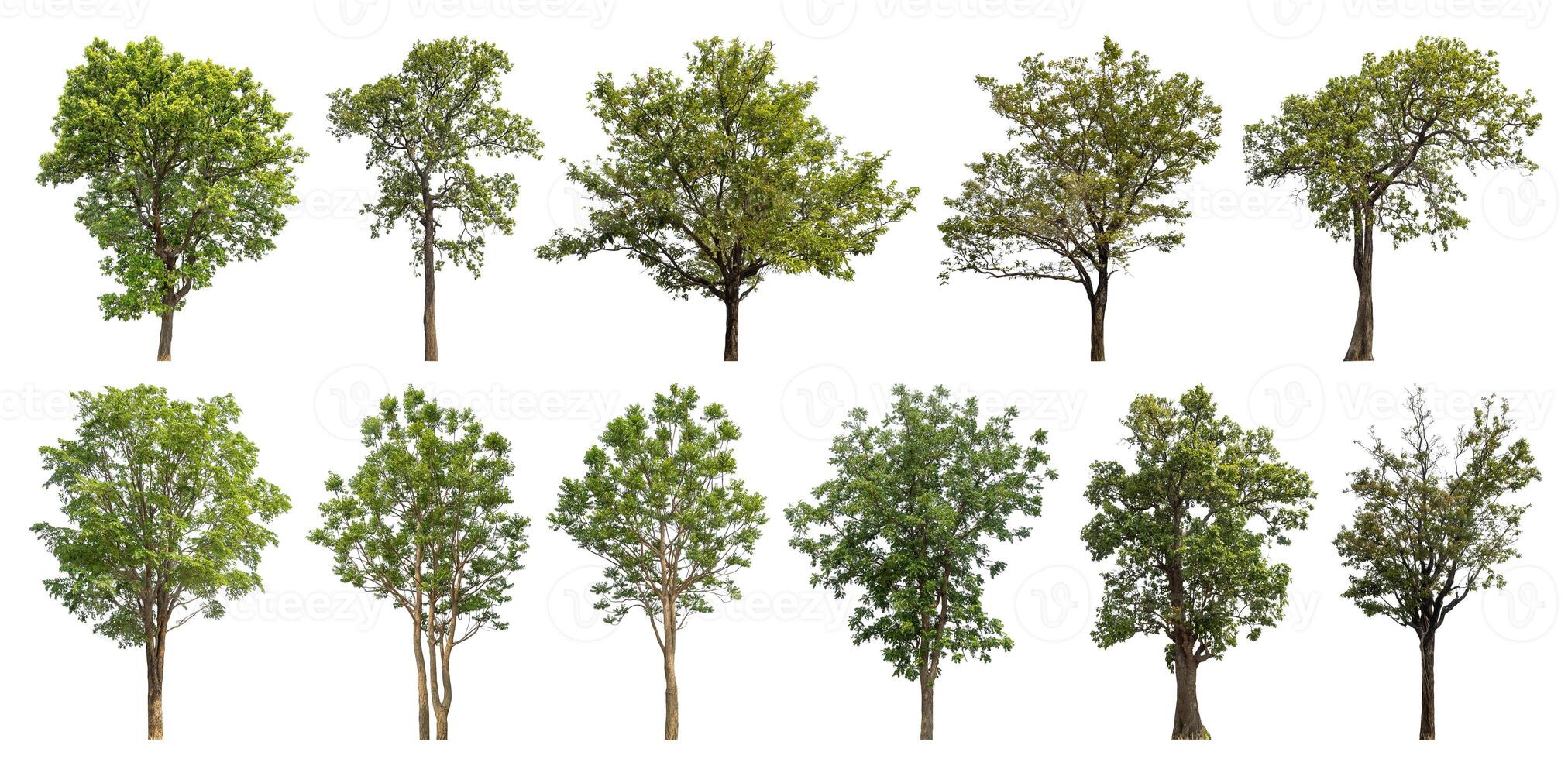 Collection tree cut out from original background and replace with white background for easy to selection. photo