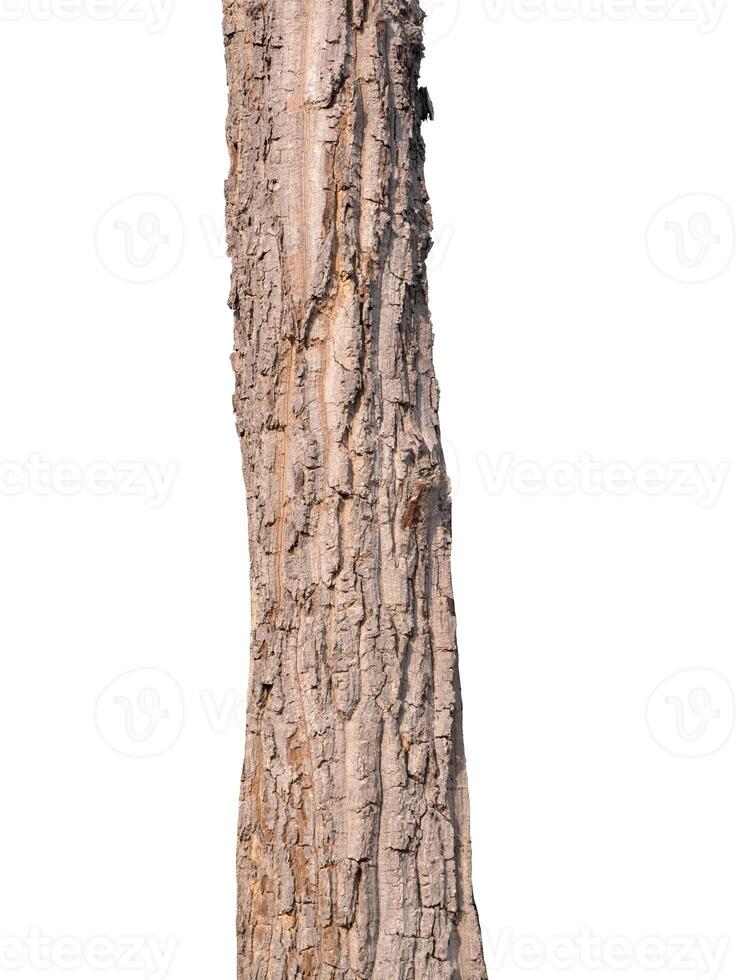 Trunk of a tree Isolated On White Background photo
